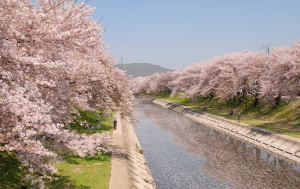 山のふもとまで続いている桜並木。美しさ、規模の大きさ等に感動！！